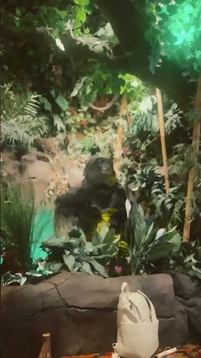 Rainforest Café just came to life with lightning. It’s so cool and surprised Liam age 7