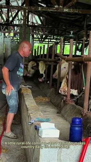 Cattle Barn Dangerous Moment｜Long Stick Rebounds Knocks Farmer Down By Surprise