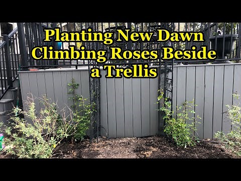 Planting New Dawn Climbing Roses to Climb a Trellis