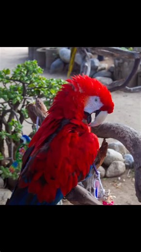Just had the most magical day at Free Flight Exotic Bird Sanctuary in Del Mar! 🐦❤️ Spent the afternoon surrounded by the brightest, chattiest parrots and learned so much about these incredible birds 🦜🌴 From colorful plumage to cheeky personalities, every moment was unforgettable. If you love animals and adventure, this hidden gem is a MUST-visit! 💛🌞 #DelMarDiaries #FreeFlightSanctuary #ParrotParadise #BirdLovers #ExoticBirds #DelMarCalifornia #AnimalSanctuary #NatureVibes #RescueAndProtect 