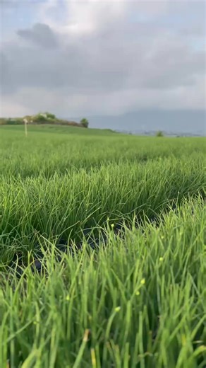 update perkembangan tanaman bawang merah masa Generatif aplikasi penyemprotan Merokesop provit Maxi Lexus Premium #agrotetrisindonesia #petani #bawangmerah #alahanpanjang #petaniindonesia🇮🇩🇮🇩🌿🌿🌾🌾