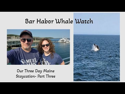 You Won't Believe What We Saw on Our Bar Harbor Whale Watch Adventure!