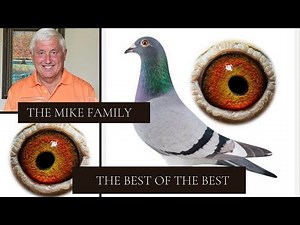 The Best Of The Best Racing Pigeon From Mike Ganus Family In Pipa Pigeons Paradise Auction