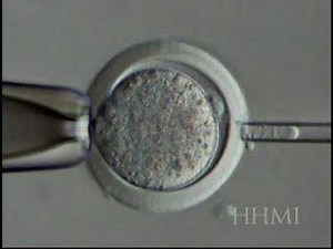 biology - nuclear transfer (clone creating)