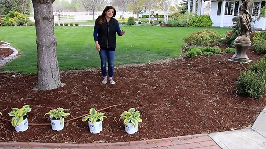 Edge your walkway with Autumn Frost Hosta... emfl.us/weYd | Proven Winners