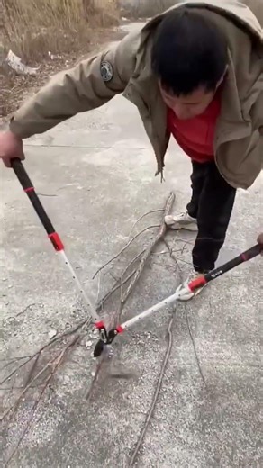 Tree Cutting with Sharp Cutter – Precise Woodcutting Process #TreeCutting #SharpCutter