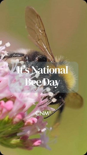🐝 Save the Bees today and everyday – Here’s How You Can Help! Bees are tiny heroes of our planet — pollinating 1 in 3 bites of food we eat. But they’re in trouble. Here’s how YOU can make a difference: 1. 🌻Plant bee-friendly flowers (think lavender, borage, wildflowers) 2. Skip the pesticides — especially neonicotinoids 3. 🪷Provide water - with a shallow dish pebbles 4. Buy organic & local to support bee-safe farming 5. Leave some wild space— bees love natural nesting spots 6. Spread the word