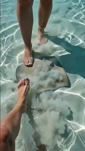 Cinematic 4k POV of a person walking in shallow, clear tropical water.