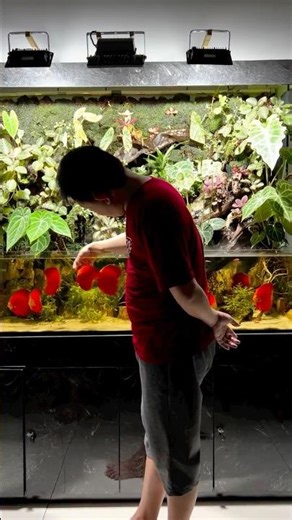 Come to the red discus tank after work ❤️