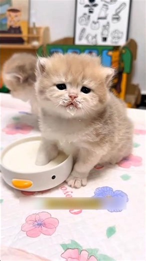 Owner teaches kittens how to drink milk 😺🥰 #shorts