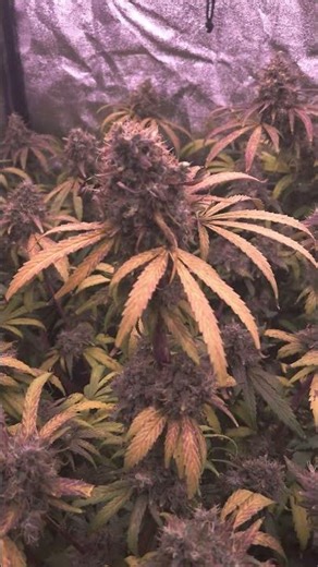 Autumn in the grow tent?! 😱 Incredible colors in the DWC
