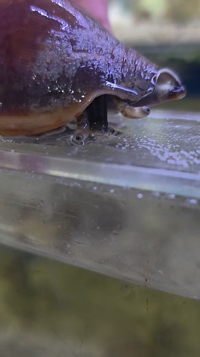 #hello #conch #saltwaterfish #shell #conchshell #marine | Pet World Hampton