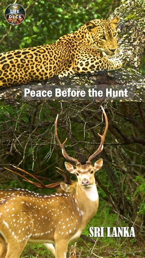 Peace Before the Hunt - Kumana National Park Sri Lanka