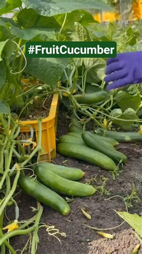The Joy of Harvesting Mini Fruit Cucumbers: Fresh, Crisp, and Homegrown! #VegetableHarvest#greenlove