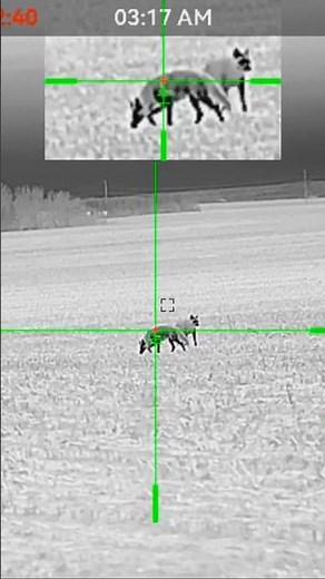 AGM Varmint V2 LRF TS50-640 #thermal #thermalhunting #coyote #coyotehunting #agm #shorts