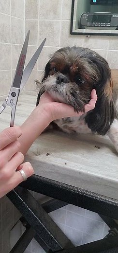 Trimming a Shih-Tzu dogs face with scissors, dog grooming without restraints