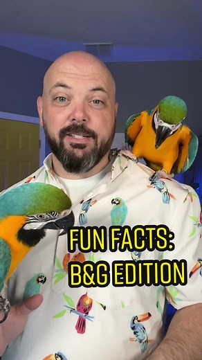 Fun Facts: Blue & Gold Macaw Edition