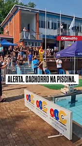 295K views · 23K reactions | Um cachorrinho chamado Brinjal virou...