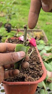 Cómo multiplicar ar las rosas en tu jardín #rosas #plantas #jardin #agricultura | Mi agricultor favorito