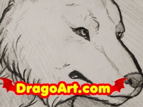 How to Draw a Wolf, Timber Wolf Sketch, Step by Step, In Pencil