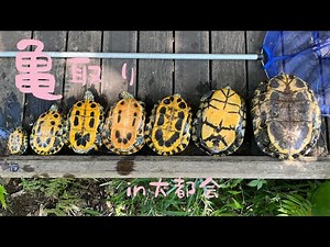 ミシシッピアカミミガメの捕まえ方