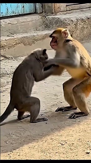 Cat and Monkey Fighting Each Other! Unbelievable Animal Clash#wildlife#viralvideo