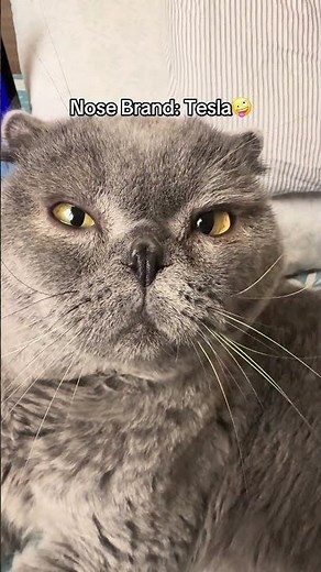 This Cat’s Nose Looks Like a Tesla 😂🐱 | Funny Cat Video