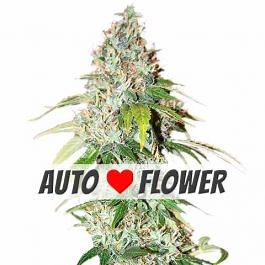 Buy OG Kush Autoflower Seeds | Germination Guarantee | ILGM