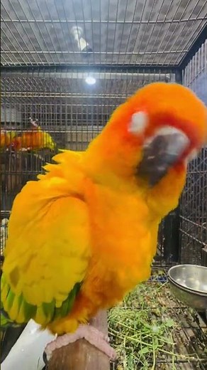 Talking Sun Conure Parrot 🦜 | Smart & Funny Talking Bird