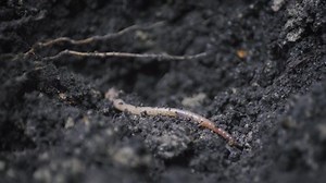 Earthworm close-up on cool, damp earth, rings visible on the body of a worm