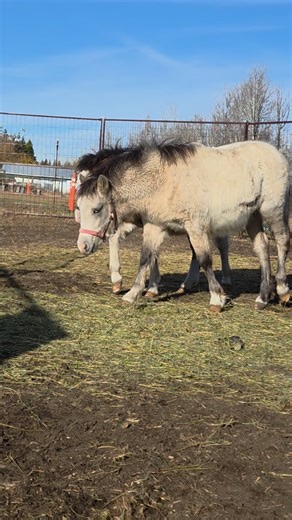 They want that food but they are not sure about me, yet. This buckskin weanling colt has been named 'Cypher'. He will be part of a future driving pair with #doonie_the_pony. #chypher_the_pony #sportpony #drivingpony # | Excalibur Sport Horses