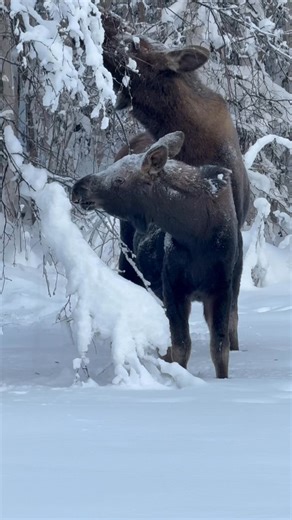I waited a very long time for this moment. I’m glad to share from Alaska . NSDQ | Christopher Alexander