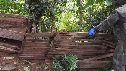 20K views · 170 reactions | Giant Hornet Nest Harvest - Dangerous but Fascinating! #GiantWaspNest #HornetNest #NatureDiscovery #WildAdventure #WaspColony #IncredibleNature | Bùi Văn Tuấn | Facebook