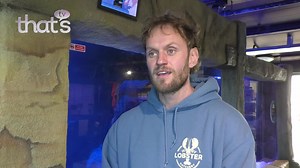 3.2K views · 48 reactions | A lobster hatchery in Whitby is celebrating their most successful year, after releasing over 20,000 juvenile lobsters. Whitby Lobster Hatchery work to release lobsters into the sea, to help conserve the species and ensure oceans are sustainable. That's TV spoke to Joe Redfern from the hatchery, who said the results were a great thing for the Whitby area: | That's TV North Yorkshire | Facebook