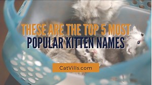THESE ARE THE TOP 5 MOST POPULAR KITTEN NAMES