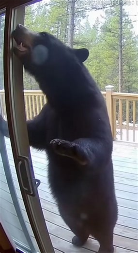 Black Bear Breaks Glass Door & Slip While Escaping 😱#FunnyAnimals#BearPanic#CCTVMoment#WildlifeVideo