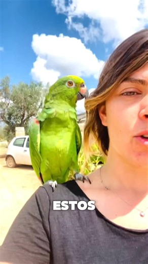 ¿Cómo se ve un potrillo?