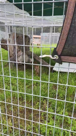 An Elderly Savannah cat, Diablo, is out and about enjoying a relaxing day