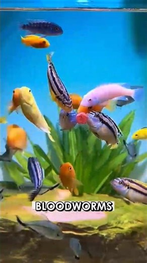 Three-Cichlids: The Most Stunning Fish You'll Ever See #Shorts