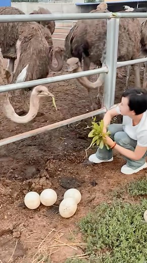 14K views · 70 reactions | #CutePet #PetLovers #FurryFriends #AdorableAnimals #Petstagram #Pawfect #FluffyLove #InstaPet #CutenessOverload #PetsofInstagram  | Adorable Fat Rabbit | Facebook