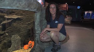 3.1K views · 38 reactions | Discover Long Island Sound is an immersive experience that highlights our local estuary through digital interactives, a hands-on watershed model and a touch experience with native invertebrates. Watch as Assistant Supervisor of Medical and Quarantine Operations for the Fish & Invertebrates Department, Rebecca Bray, takes us through the exhibit! | Mystic Aquarium | Facebook