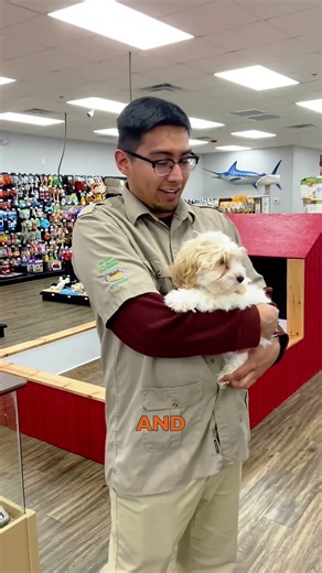 Meet Bagel! 🥯 The Sweetest 15-Week-Old Cockapoo Puppy 🐶 | Petland Alpharetta