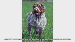How to Groom Your Wirehaired Pointing Griffon: Step-by-Step Guide