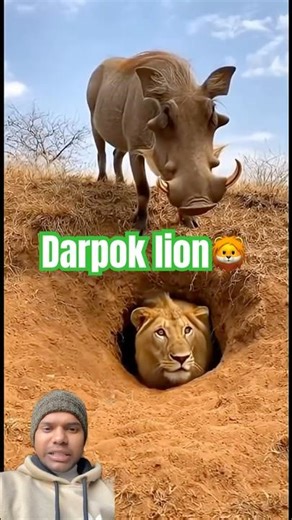 Darpook lion 🦁😱#shorts #shortsfeed #viralshorts 🍓l