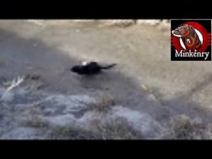 Hunting muskrats with Missy my pet mink