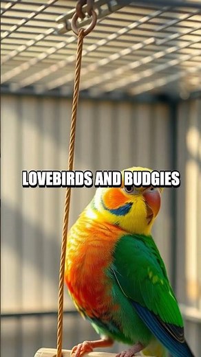 The Quiet Kingdom of Tiny Pets Fresh Miniature Animals