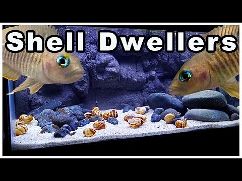 40 Gallon Breeder Shell Dweller Tank: We Had to Move our Multis!