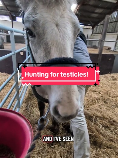 Testicle Hunt: How Many Did We Find?