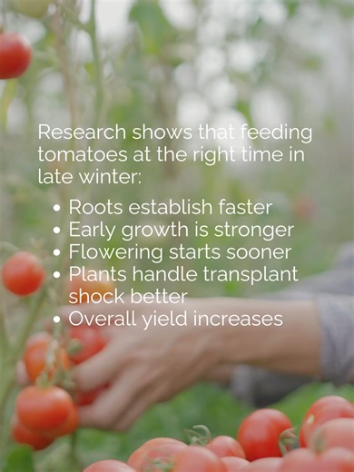 Tomato Fertilizer: The Complete Spring Preparation Guide (Organic & Homemade Options) If you want strong plants and a big harvest, tomato fertilizer is where spring success starts. Using the right tomato fertilizer early helps roots grow deeper, improves flowering, and prevents common problems like weak stems or poor fruiting. Whether you prefer organic tomato fertilizer, natural tomato fertilizer, or homemade tomato fertilizer, spring is the best time to prepare your soil. Step 1: Build the Soi