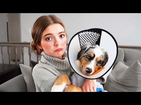 Prepping For My Dogs Surgery